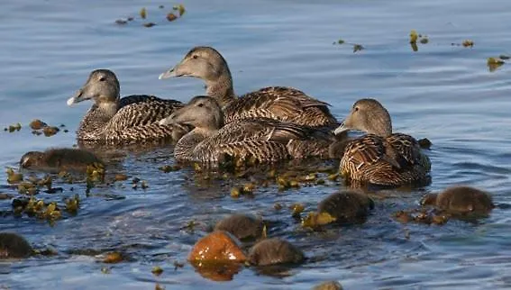 Nabolos Rooms, Near Munkebo, Kerteminde And Nyborg *