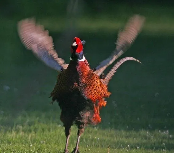 Nabolos Rooms, Near Munkebo, Kerteminde And Nyborg Panzió Bovense