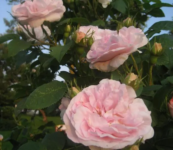 Nabolos Rooms, Near Munkebo, Kerteminde And Nyborg Bovense